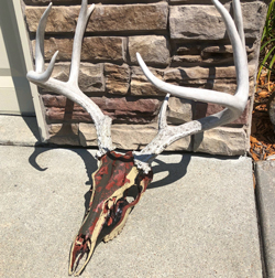 Deer Skul Camo Dip